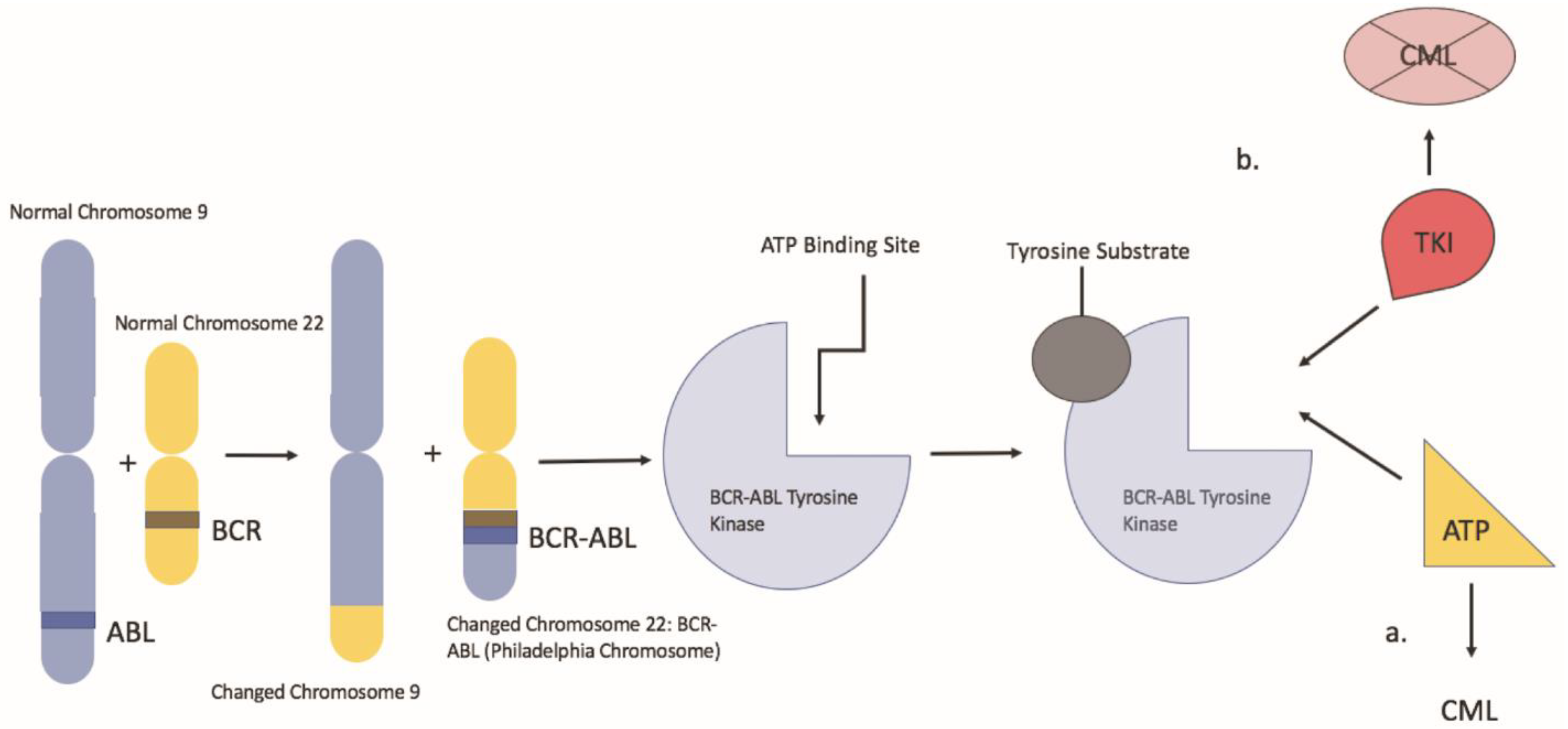 Interferon CML Pregnancy: Safe Path to a Healthy Baby