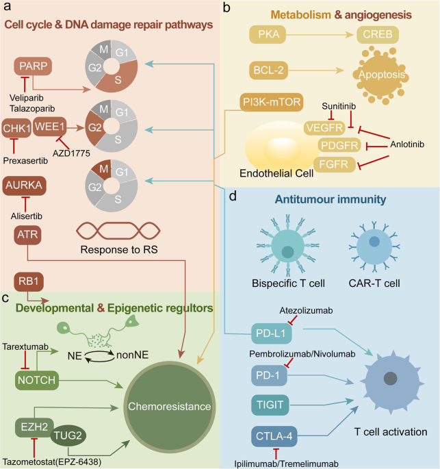 Small Cell Lung Cancer Treatment Drugs: What Works?