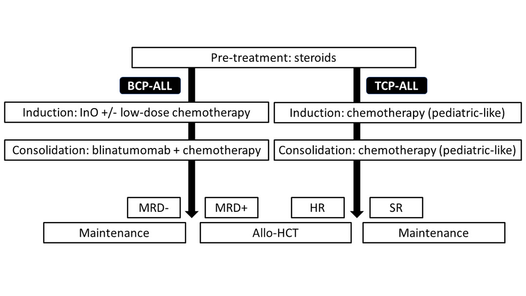All Treatment Protocol for ALL (Acute Leukemia)
