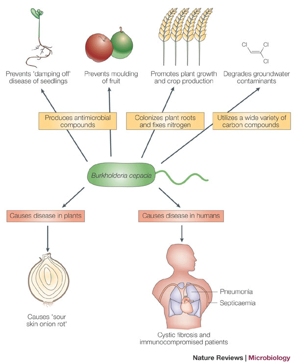 b cepacia cystic fibrosis – what you need to know today