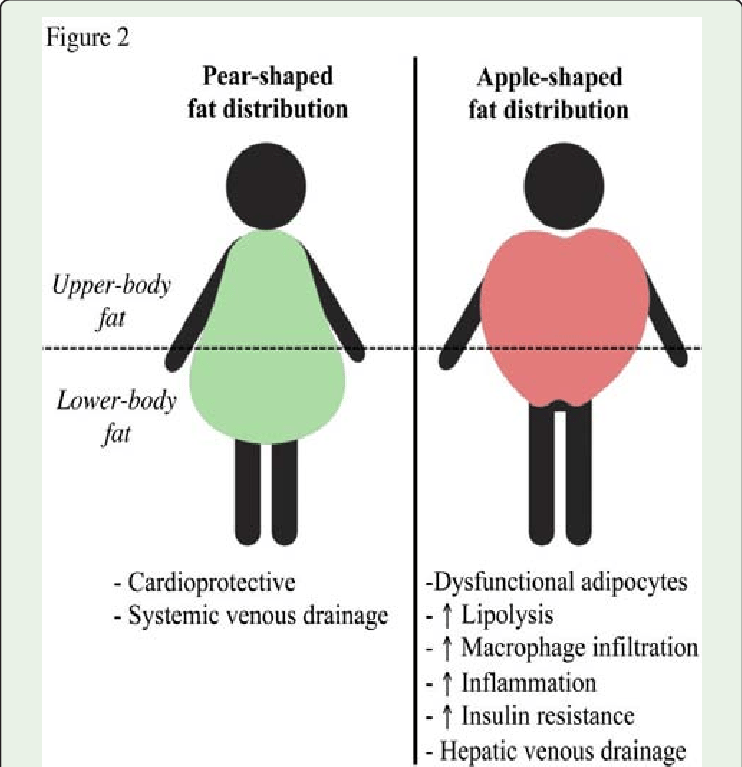 Central Obesity vs Peripheral Obesity: What’s the Real Difference?