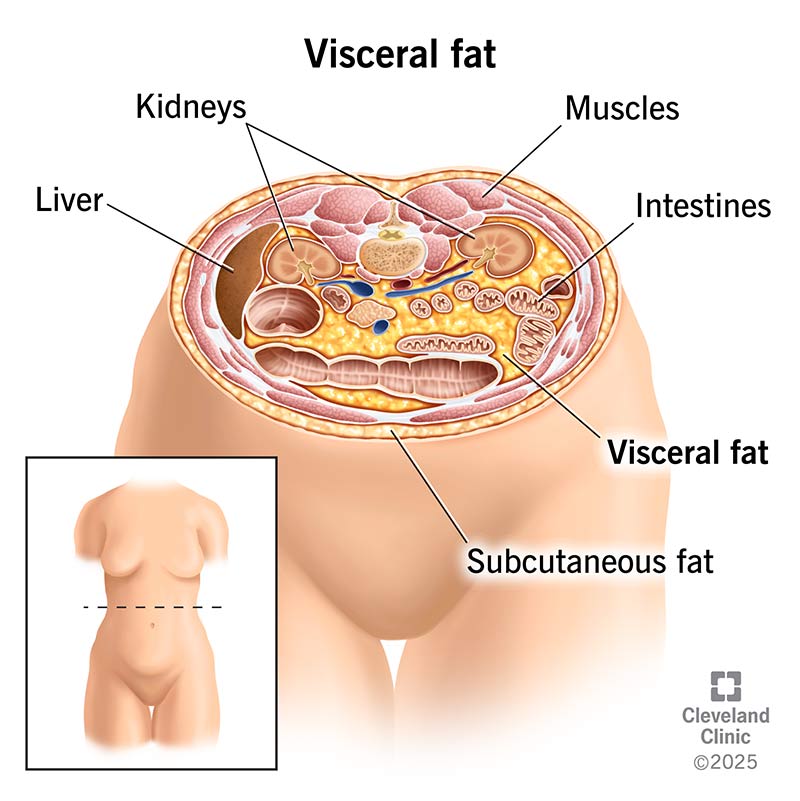 Signs You Are Losing Visceral Fat: Real Indicators