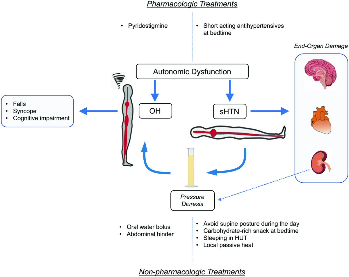 Supine Hypertension Midodrine: Risks & Management Tips