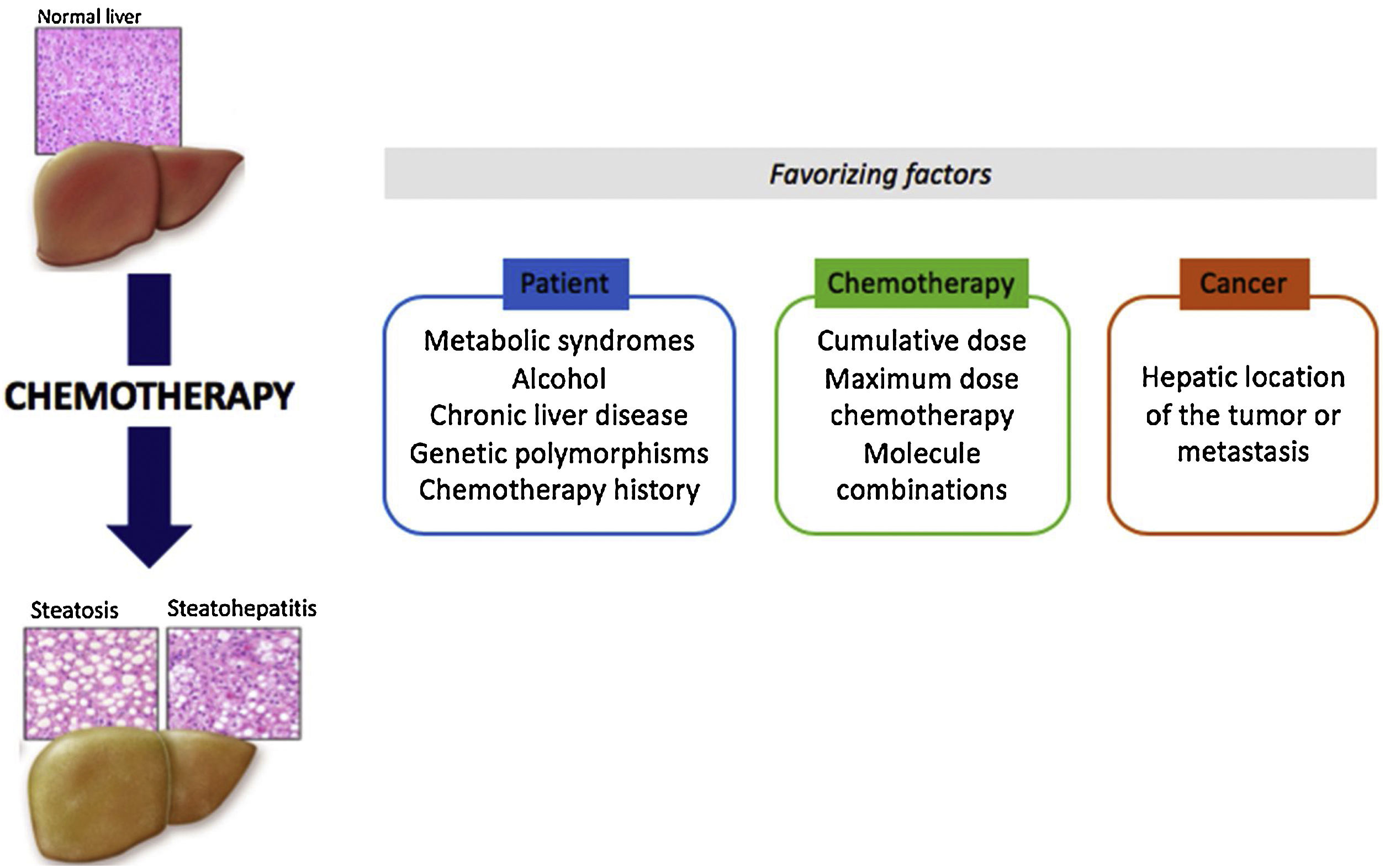 What Chemo Drugs Cause Liver Damage? Guide & Tips