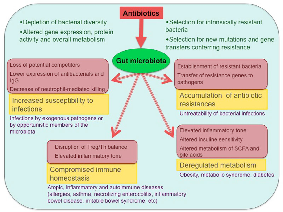 Antibiotics for Intestinal Bacterial Infection: A Guide