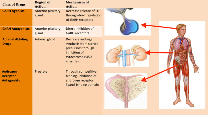 Life After Androgen Deprivation Therapy: What to Expect