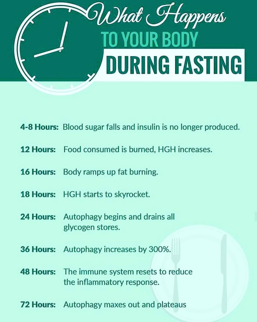 Stages of Intermittent Fasting 16:8 Explained