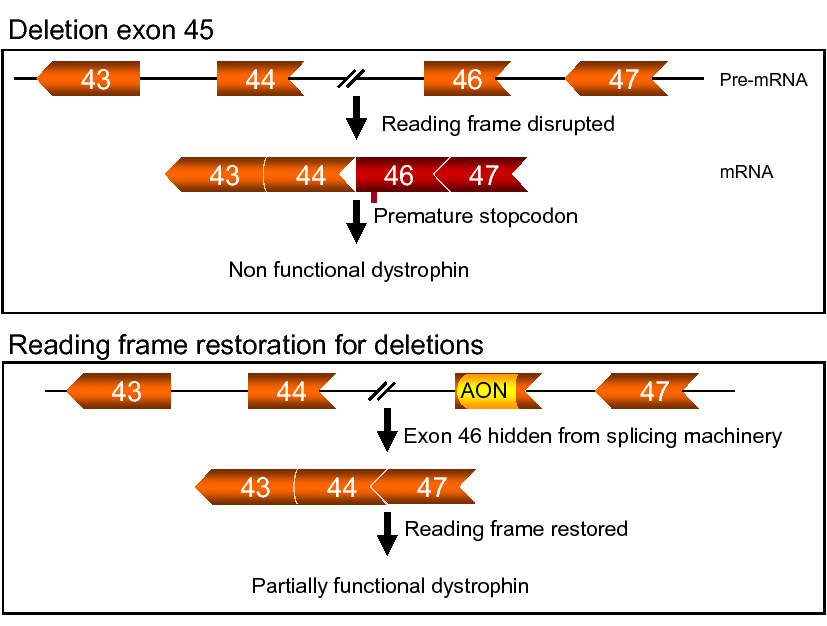 What is the dmd exon 51--52 deletion and why it matters