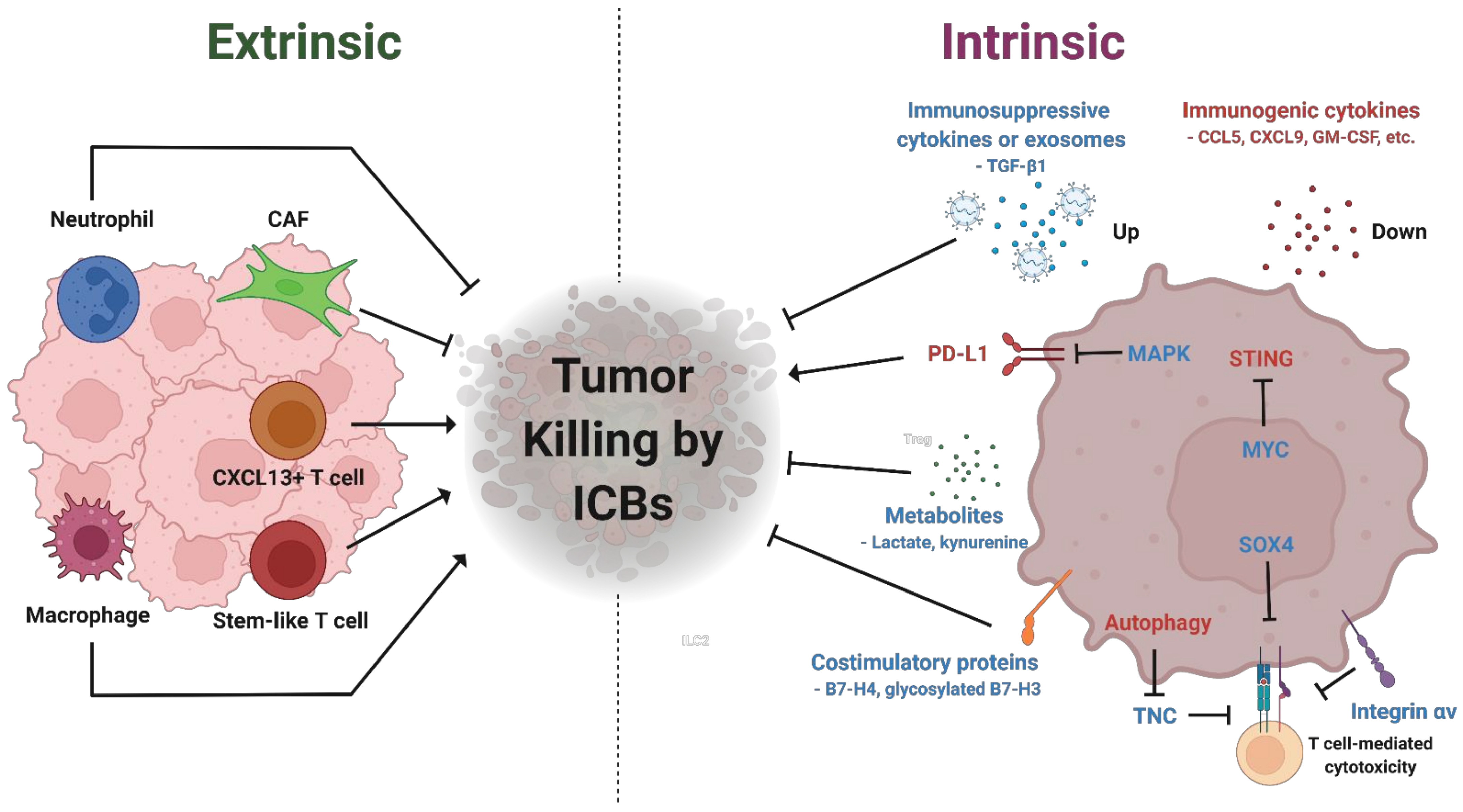 Immunotherapy for Breast Cancer Stage 4: Key Facts