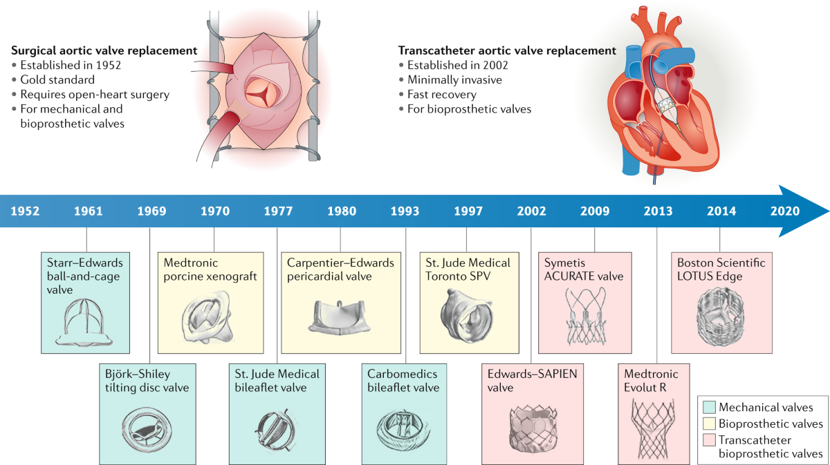 Heart Valve Replacement at 75: What You Need to Know
