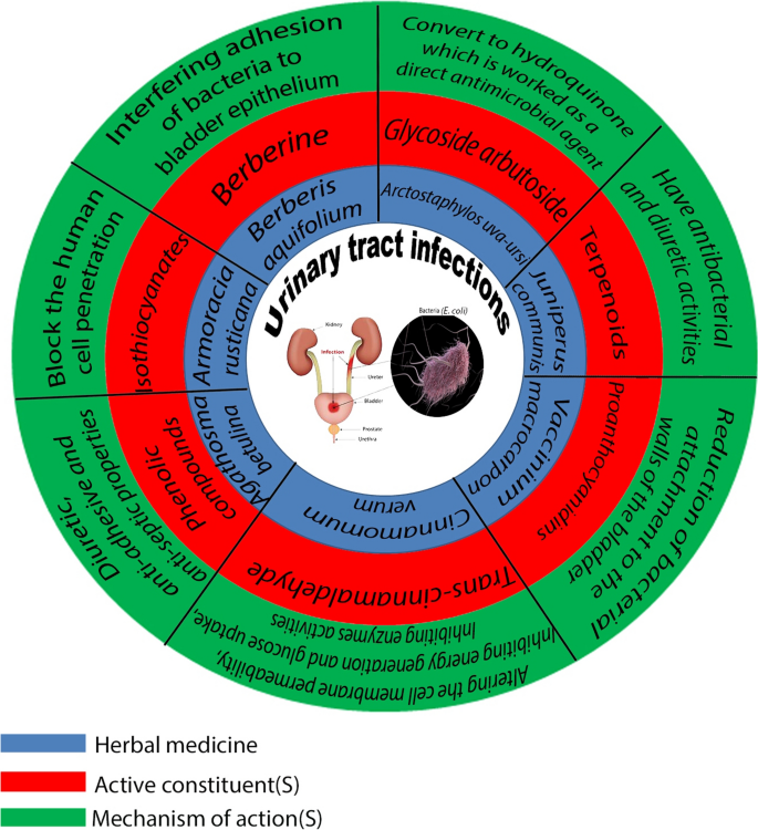 How to Use Turmeric for Urine Infection – Fast Relief