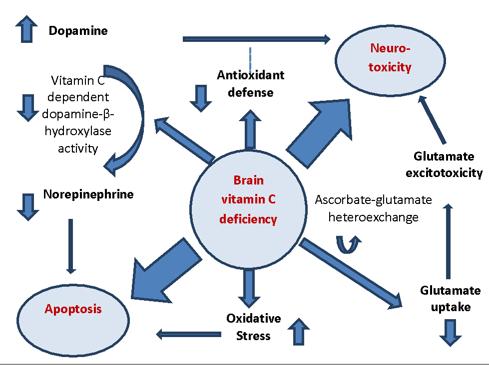 Methylphenidate Interactions With Vitamins: What to Know