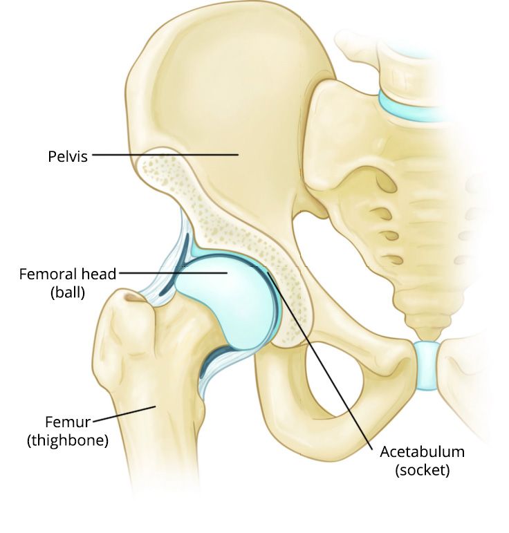 Does osteoporosis cause pain in the hips? Quick guide