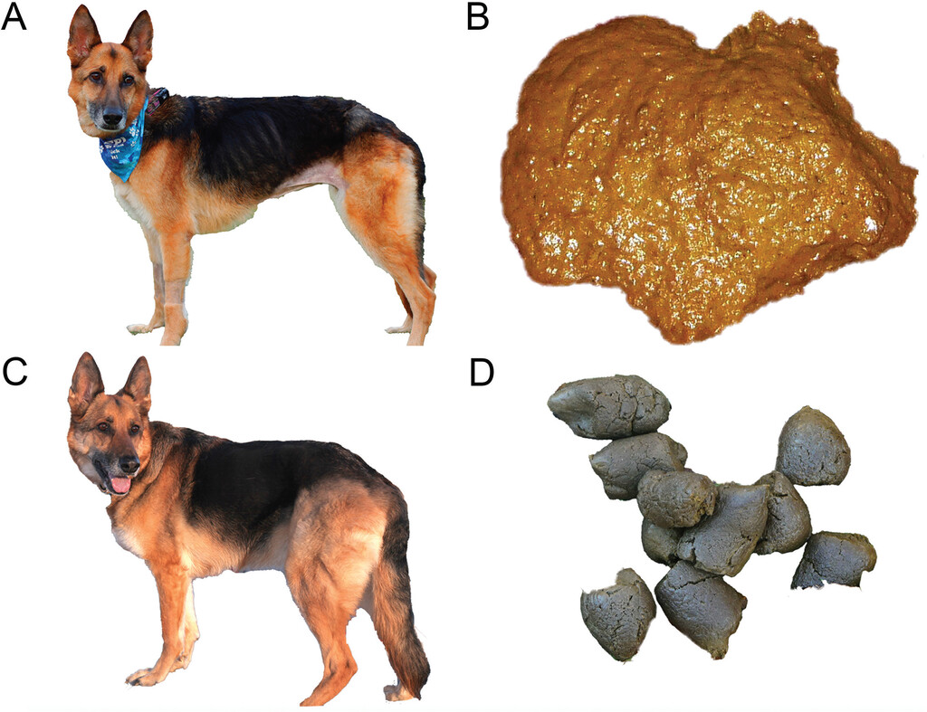 Exocrine Pancreatic Insufficiency in Dogs Guide