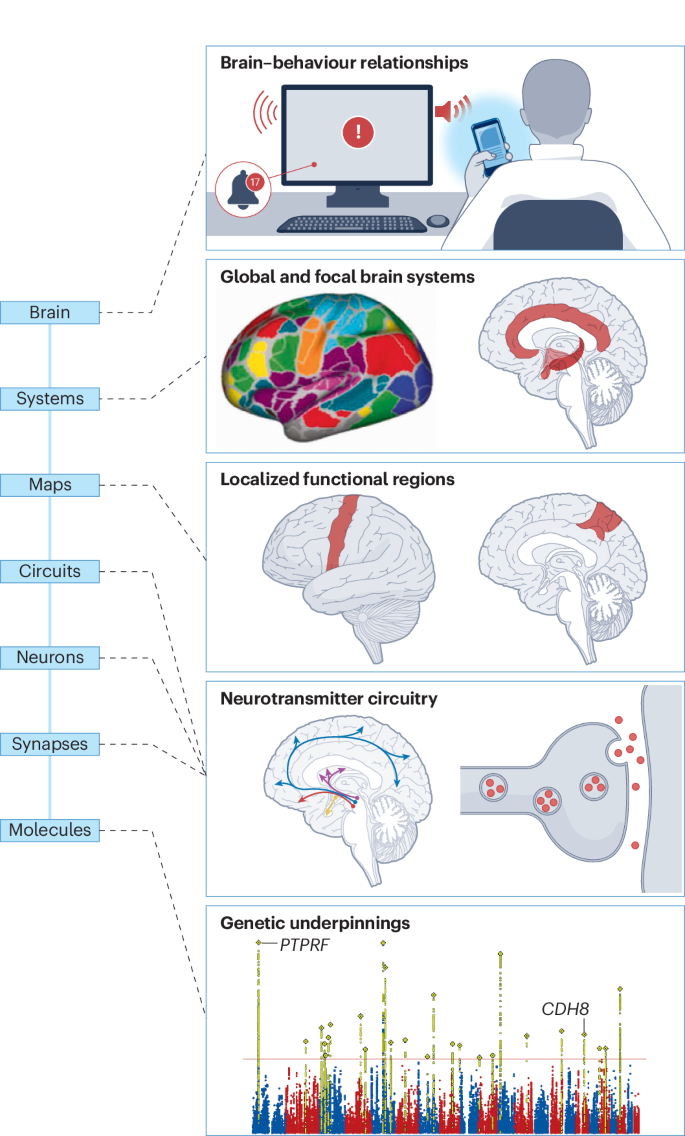Neurobiology of ADHD: A Review of Brain Mechanisms