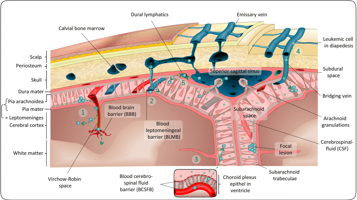 cns involvement in all – what you need to know now