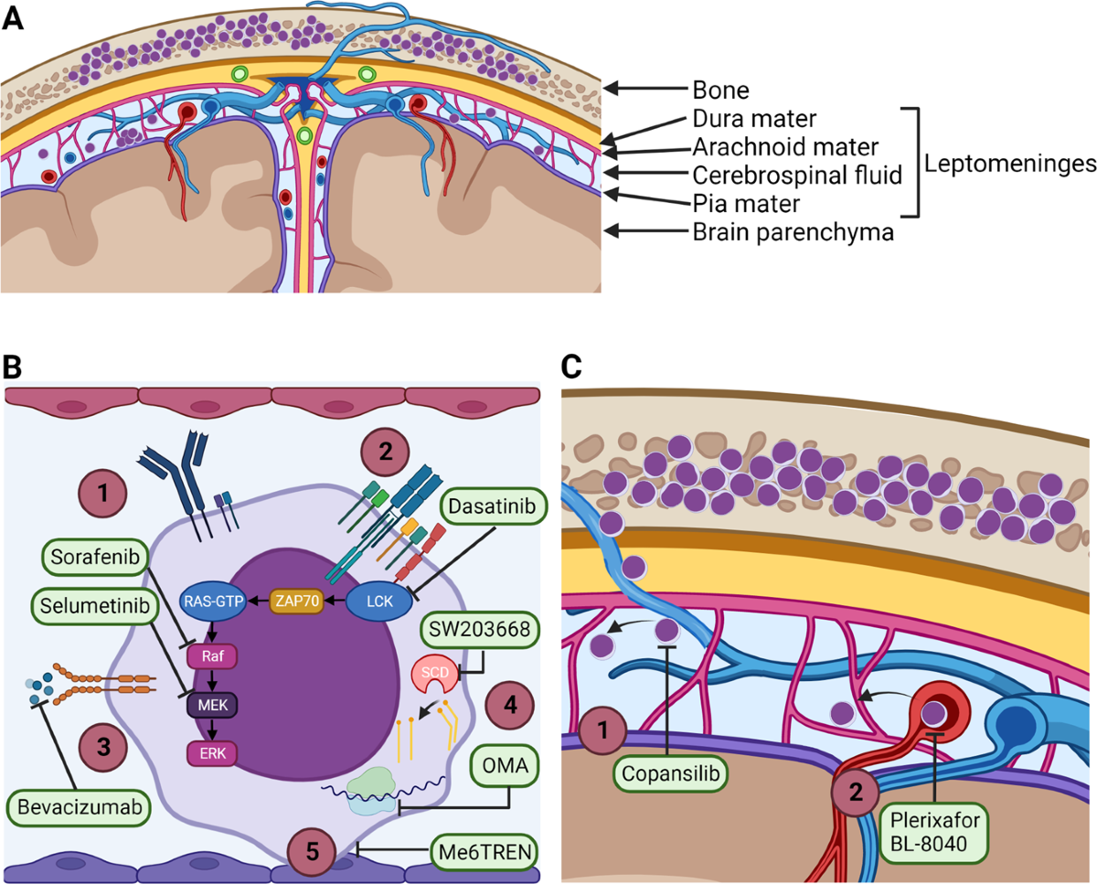 CNS Leukemia in Children: Risks, Symptoms & Treatment
