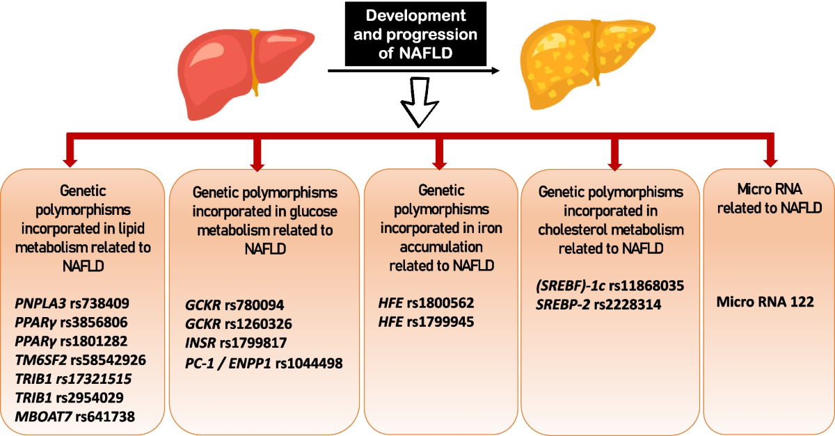 Fatty Liver Genetic Predisposition: Essential Facts