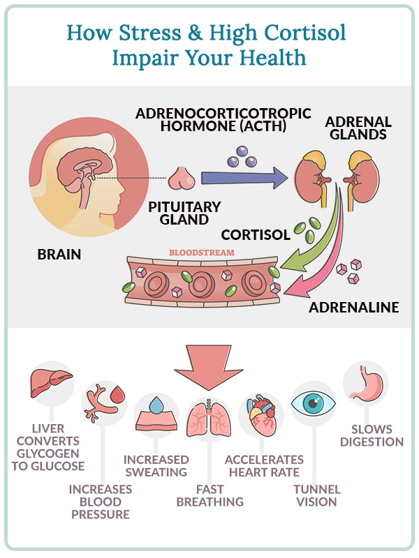 Stress and Cortisol Weight Gain: What You Need to Know