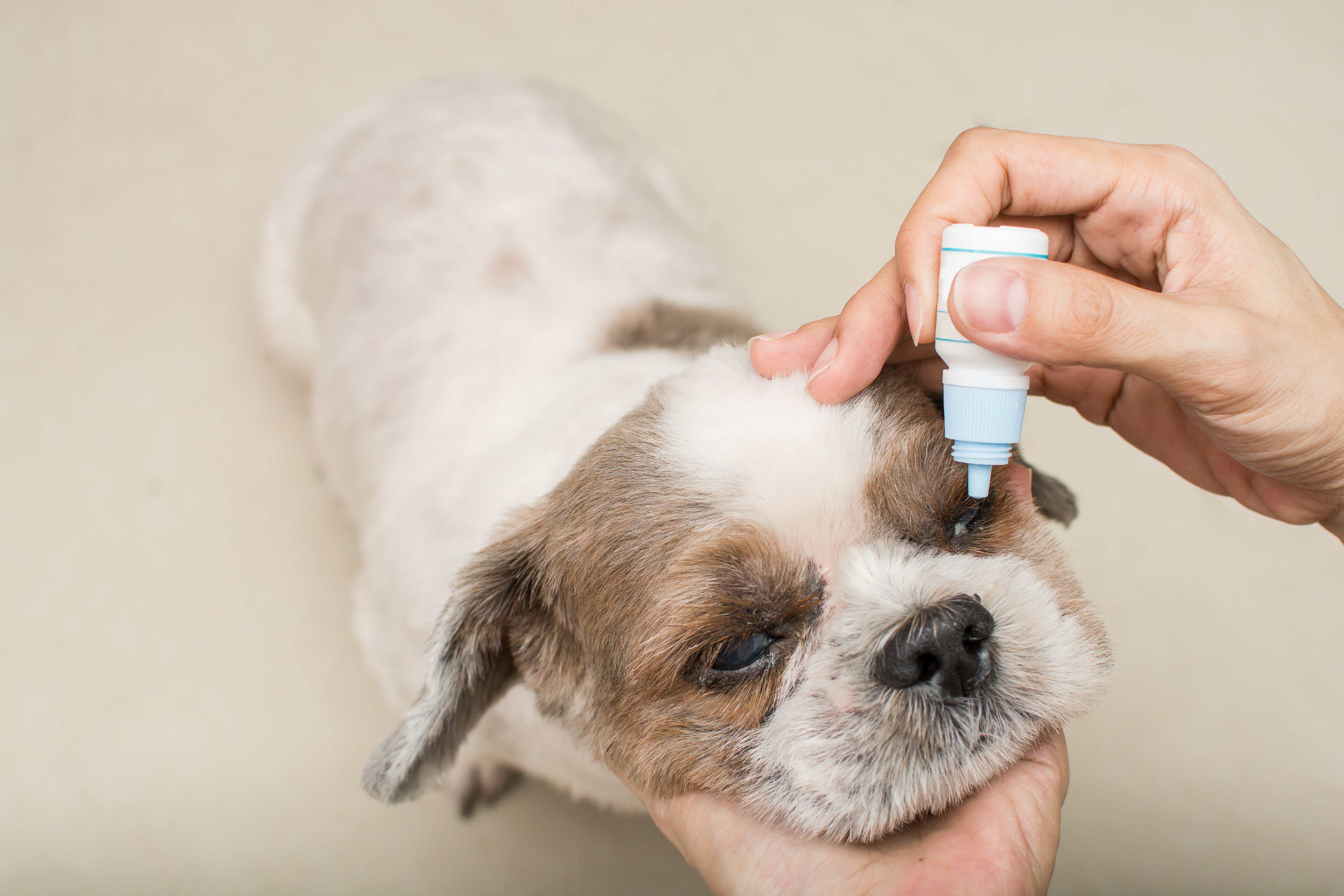 Autologous Serum Eye Drops Preparation for Dogs Guide