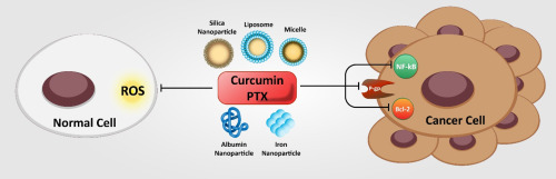 Curcumin and Chemotherapy – What You Really Need to Know