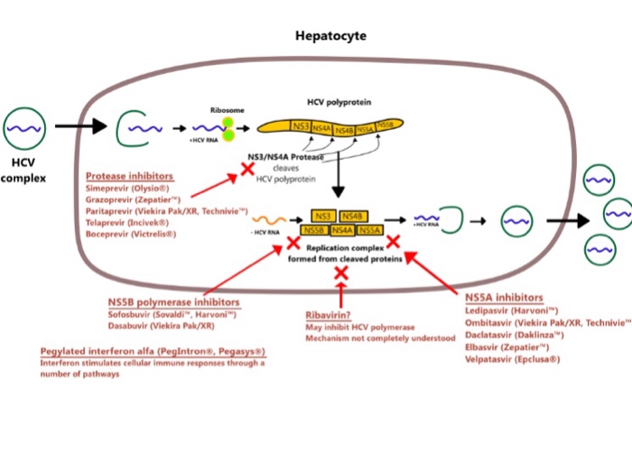 Harvoni Mechanism of Action – How the Pill Stops Hep C