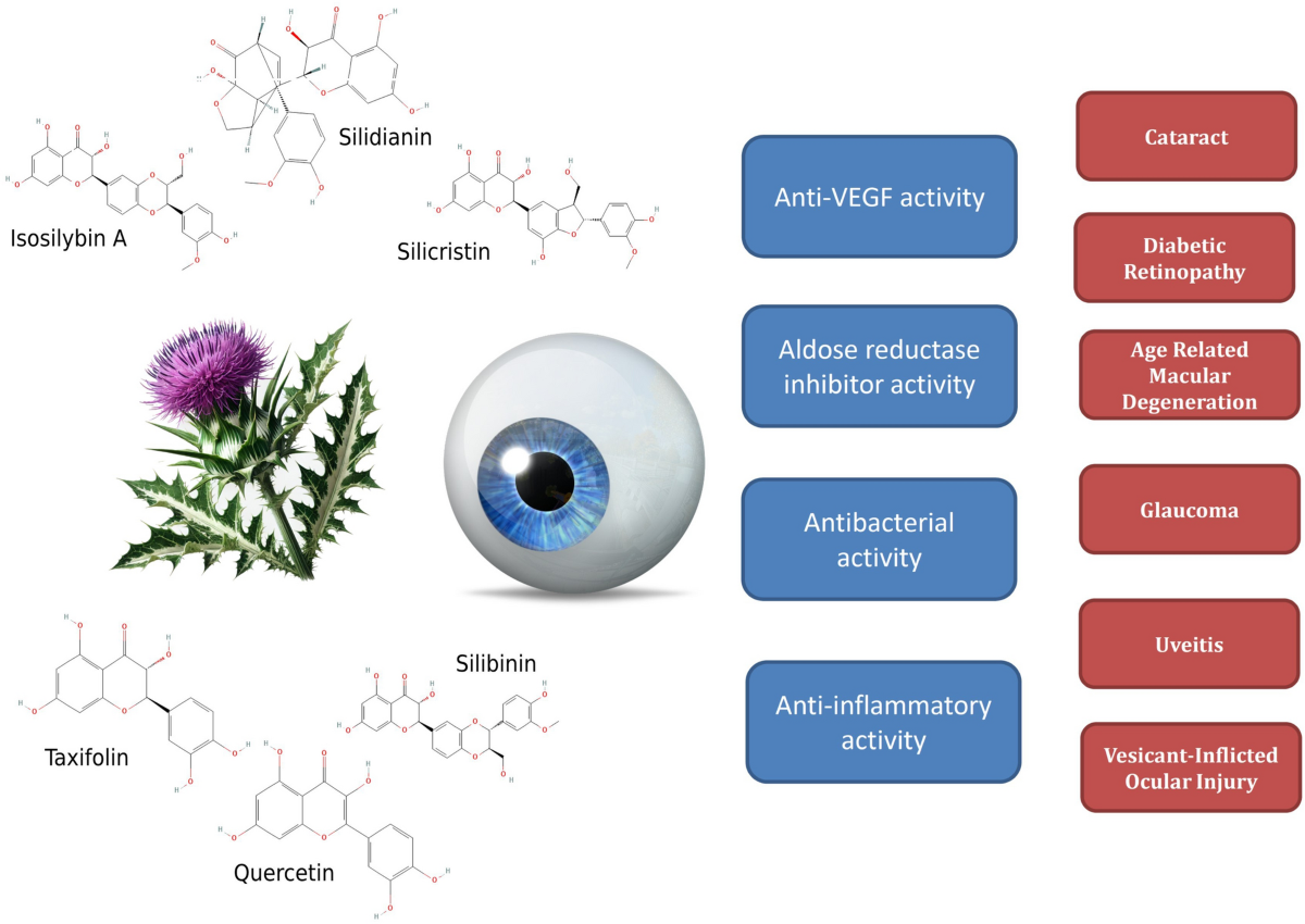 Milk Thistle Cancer Warning – What You Need to Know