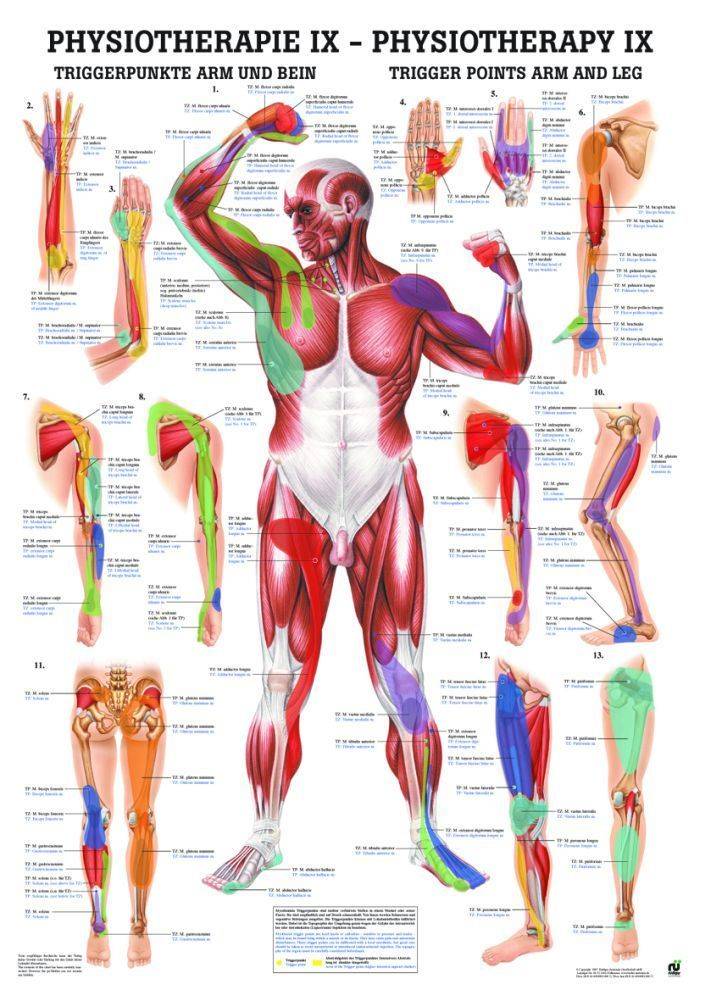 Trigger Points Chart: Fast Guide to Relieve Muscle Pain