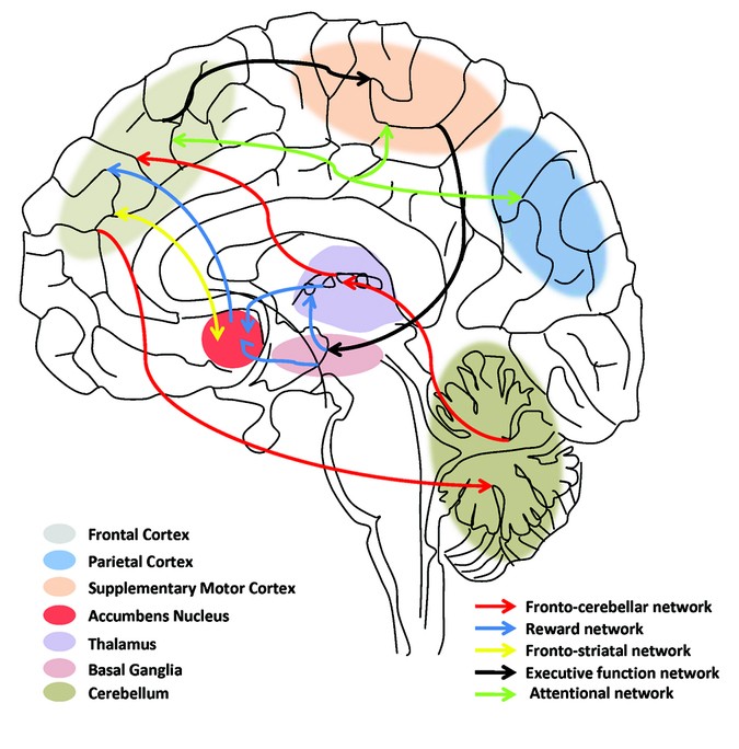 Neuroanatomy of ADHD: What Your Brain Really Looks Like