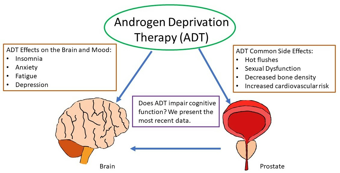 Androgen Deprivation Therapy (ADT) – Quick Guide