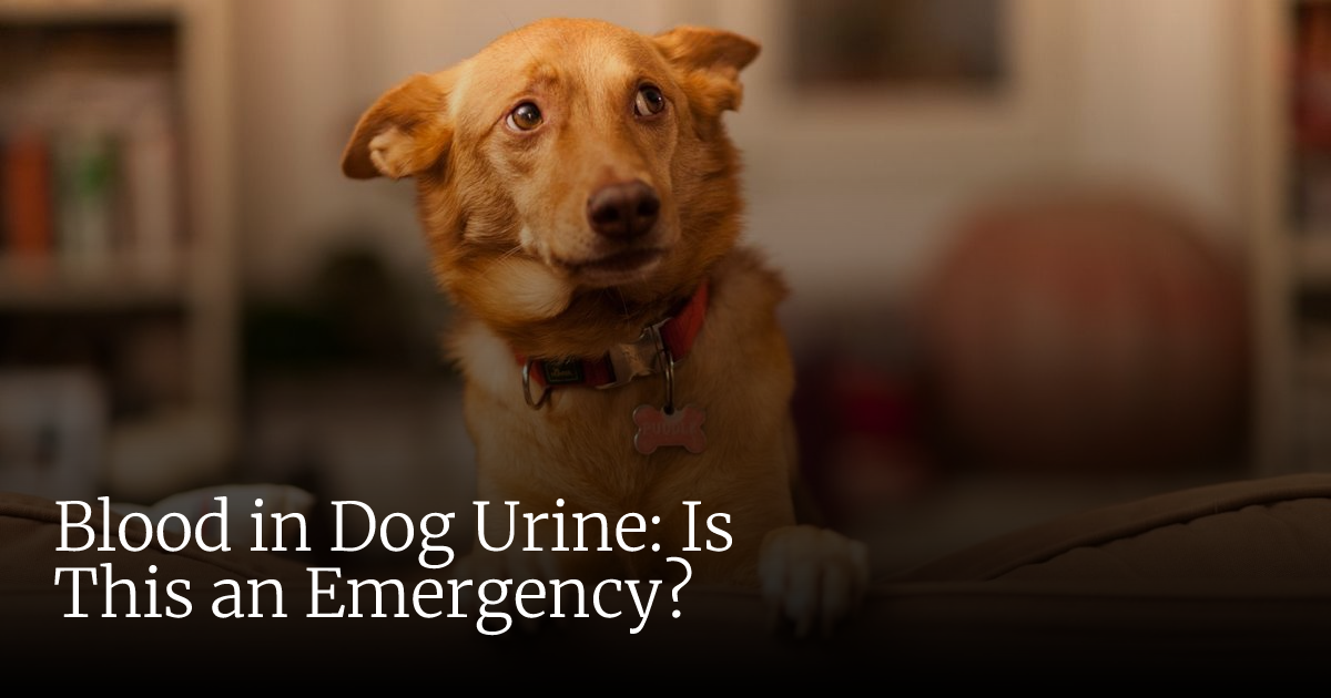 Can Stress Cause Blood in Urine in Dogs? Find Out