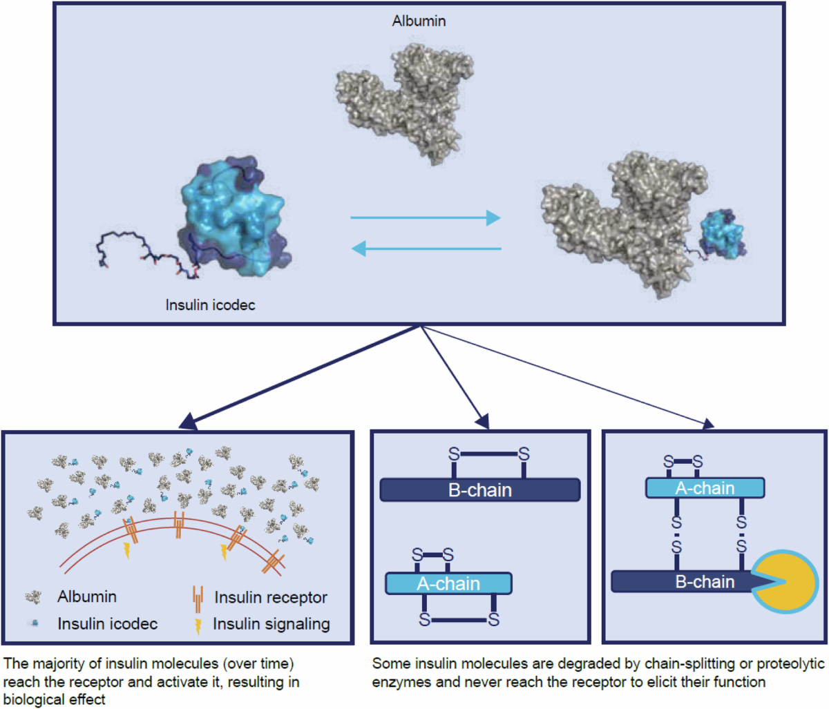 Insulin Icodec Mechanism of Action Explained Today