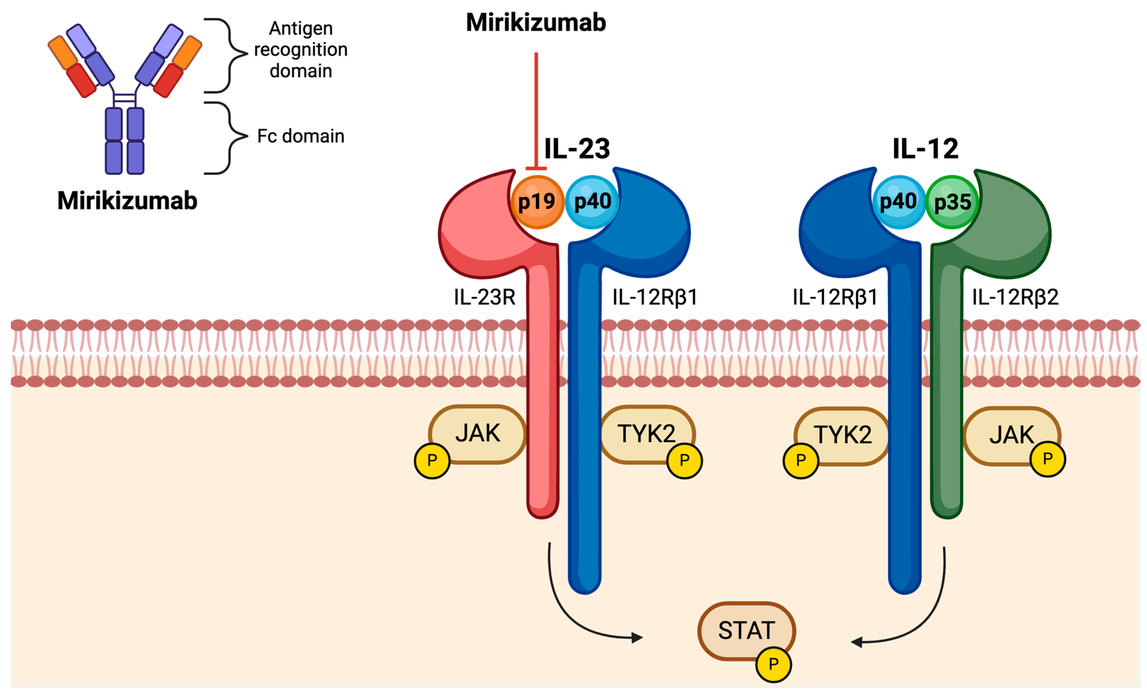 Mirikizumab for Ulcerative Colitis: Benefits, Risks & FAQs
