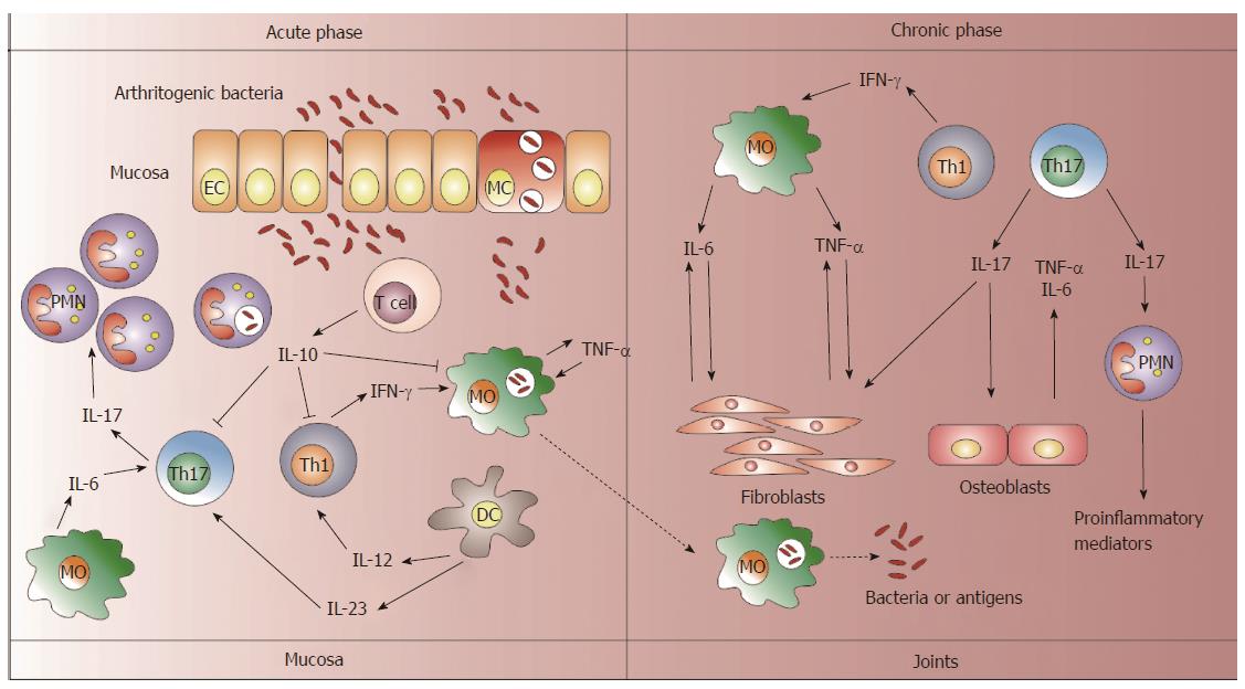 Reactive Arthritis Pathophysiology: How It Starts