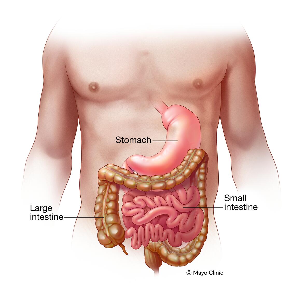 Gastroenteritis: Causes, Symptoms, Treatment & Recovery