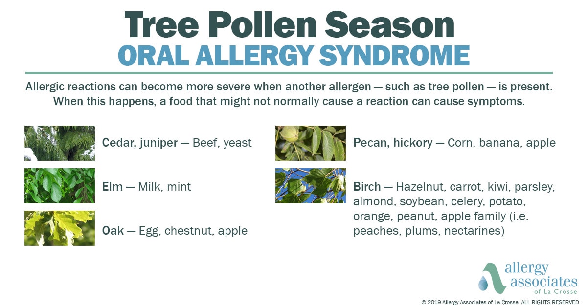 Maple Tree Allergy: Foods to Avoid & Safe Tips