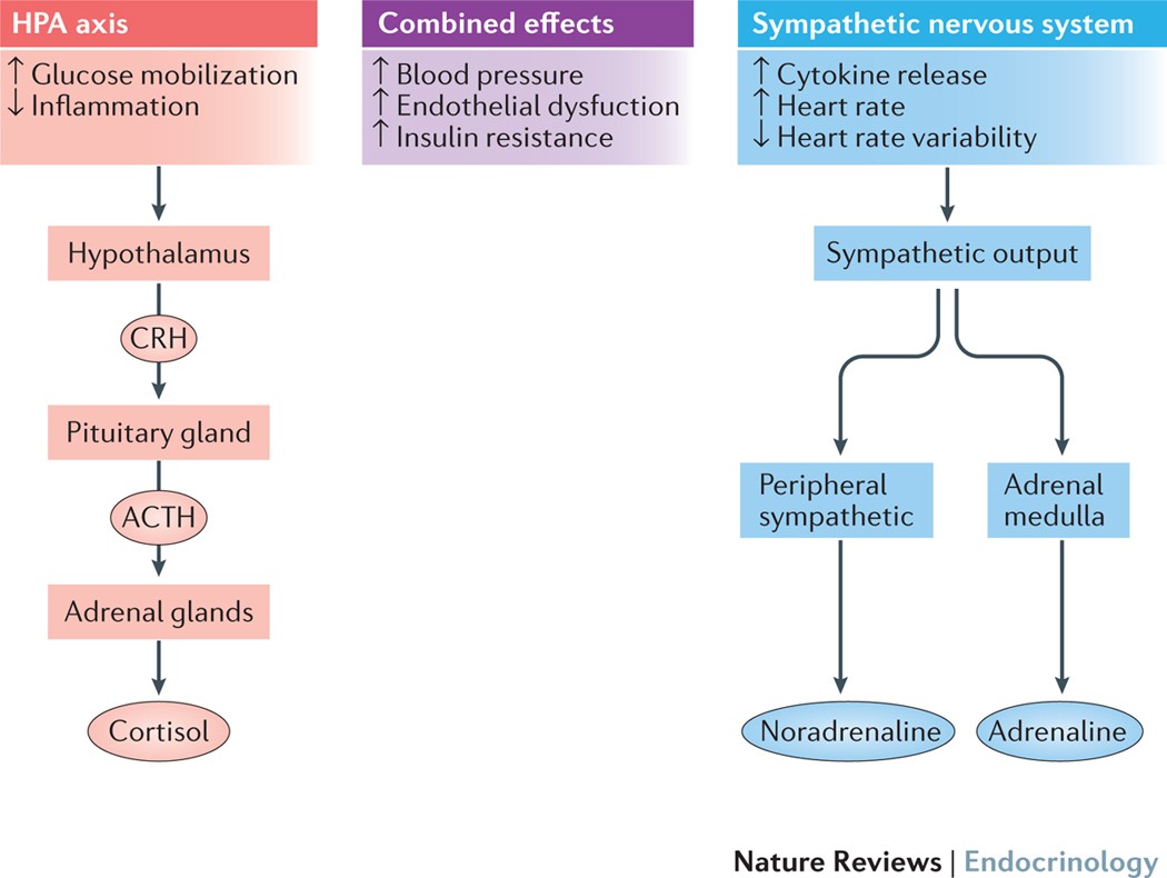 Can Stress‑Induced Diabetes Be Reversed? Find Out Now