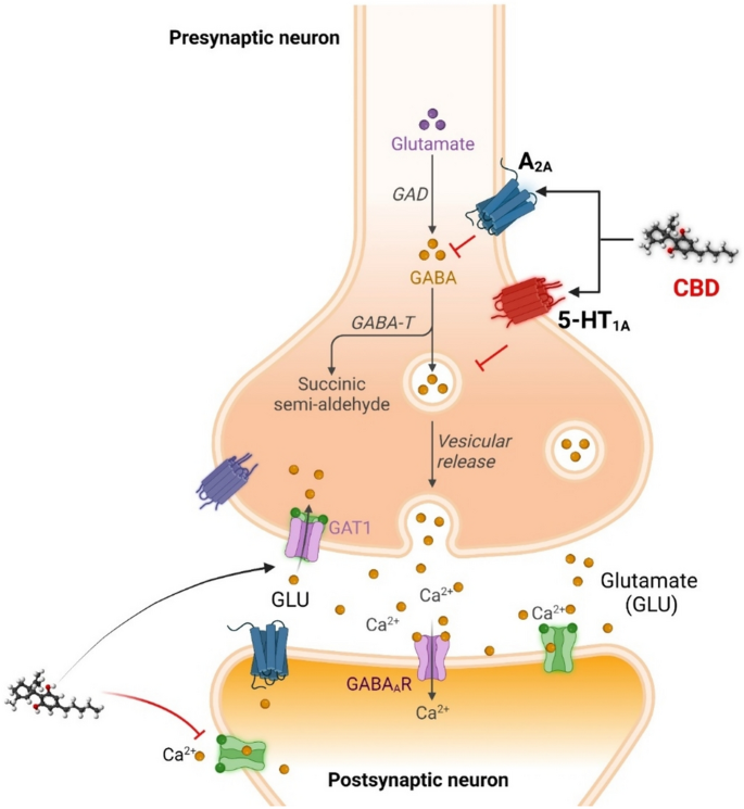 Epidiolex Mechanism of Action Explained: How It Works