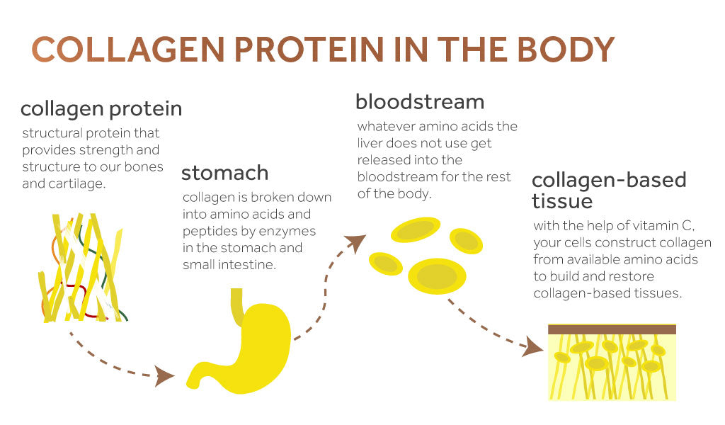 Why Have I Gained Weight After Taking Collagen?