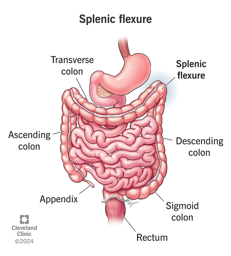 Understanding Splenic Flexure Pain Location & Relief