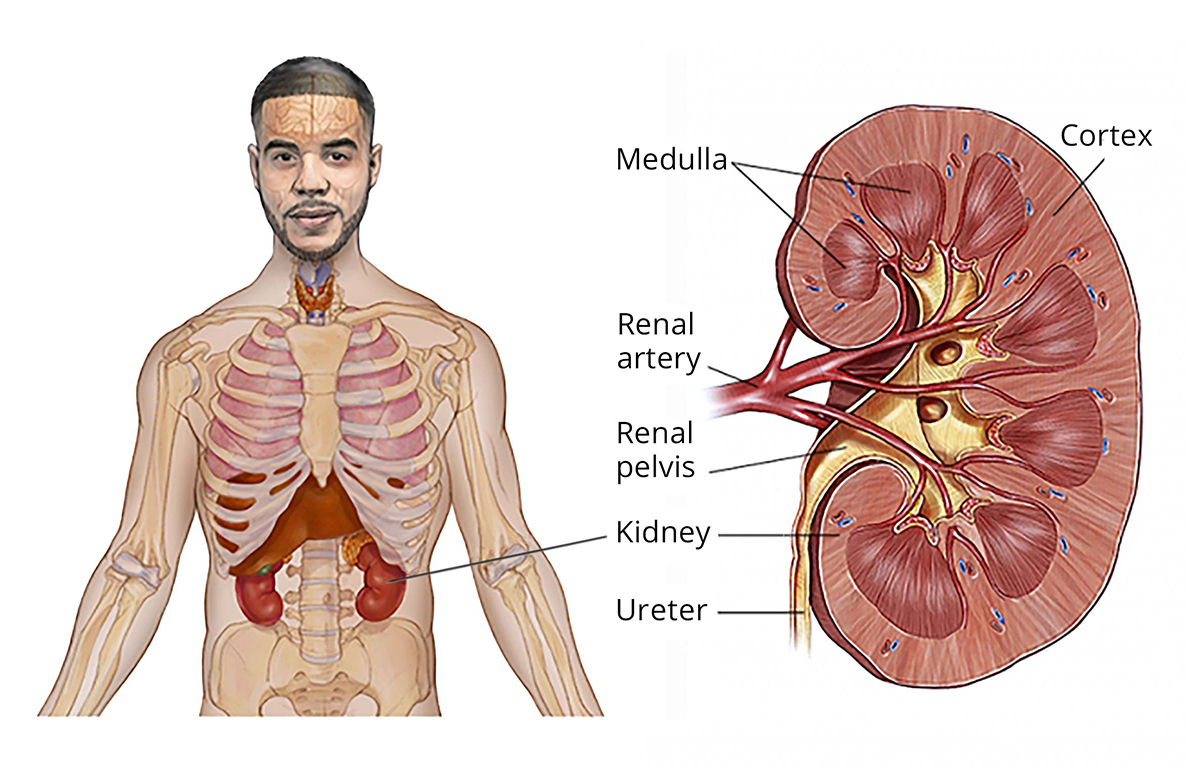 Stage 4 Kidney Cancer Spread to Lungs Life Expectancy