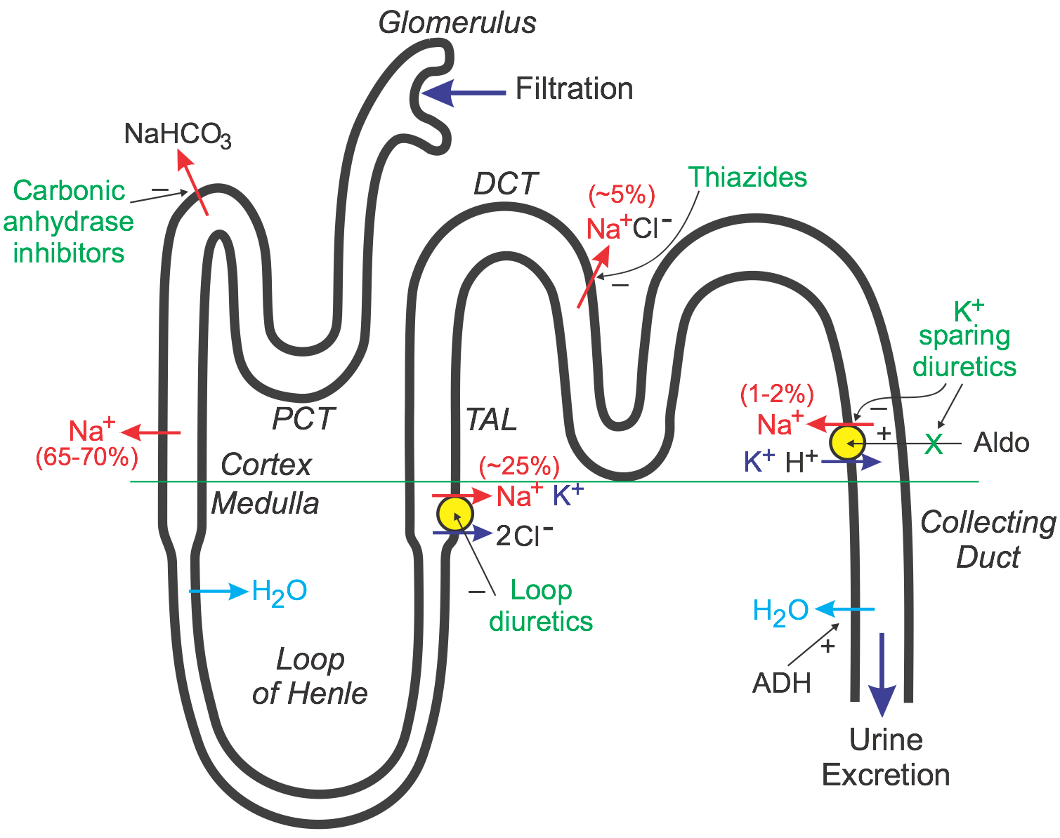 Thiazide Diuretics: How They Work (Mechanism of Action)