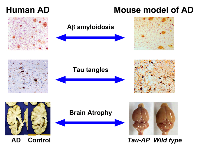 Alzheimer’s Mouse Models: Updates and Practical Guide