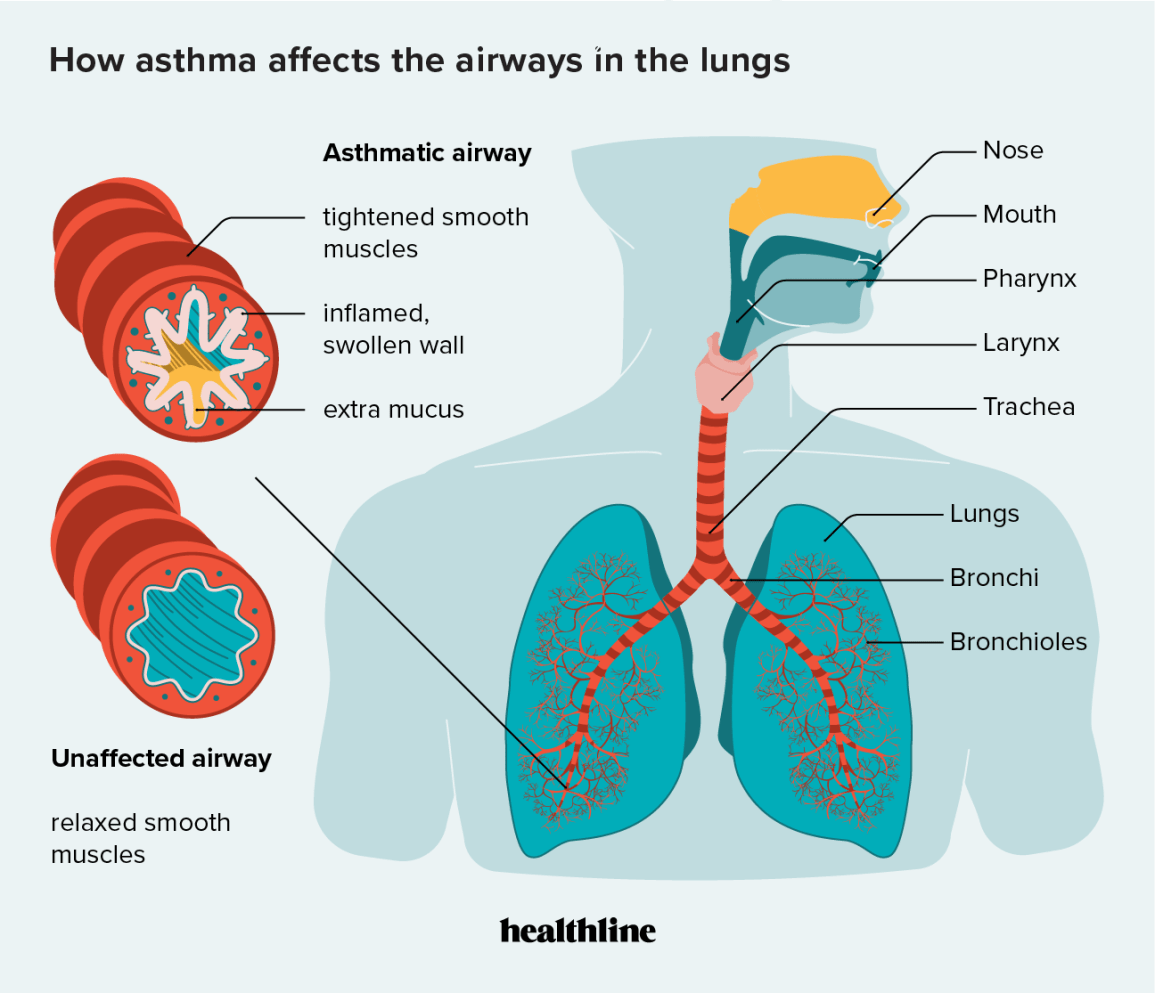 How does asthma affect the circulatory system?