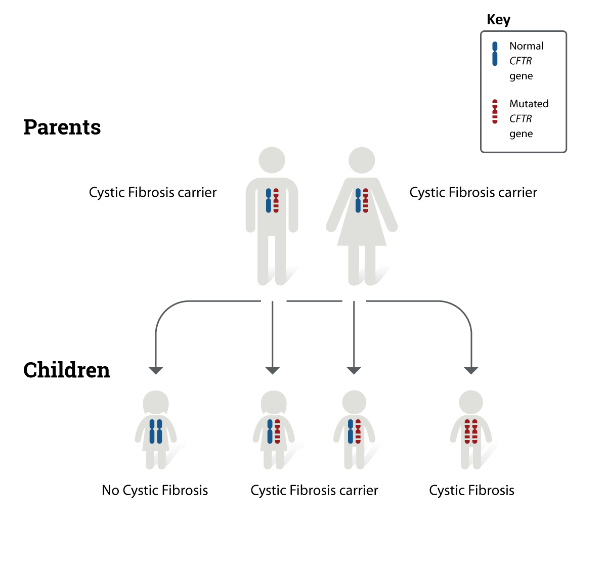 How Is Cystic Fibrosis Inherited? A Friendly Guide