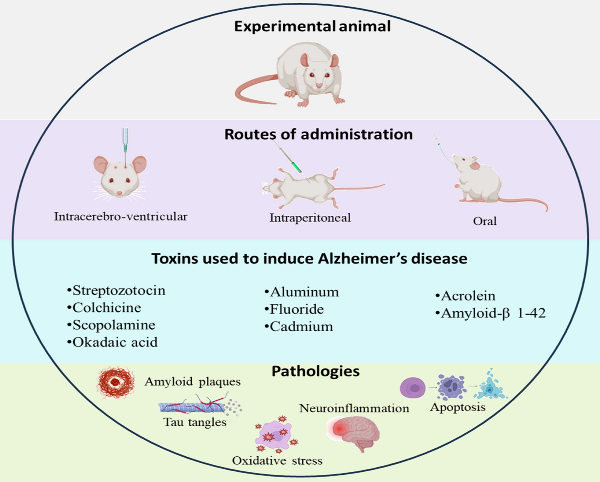 How to Induce Alzheimer’s Disease in Mice Step‑by‑Step