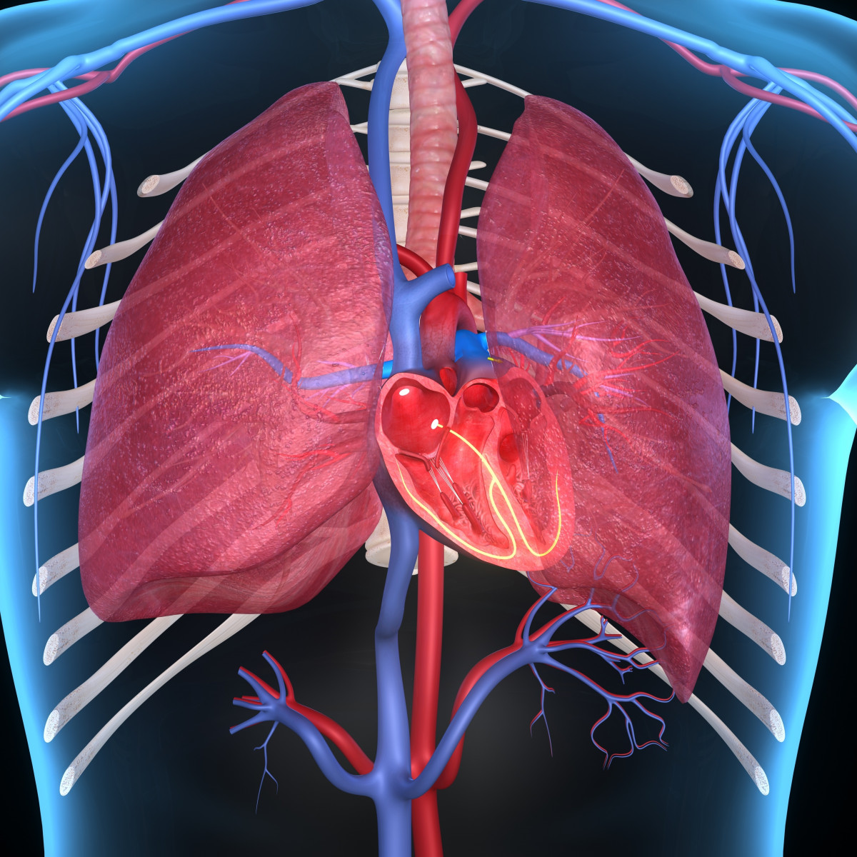 Is an Enlarged Pulmonary Artery Dangerous? Find Out