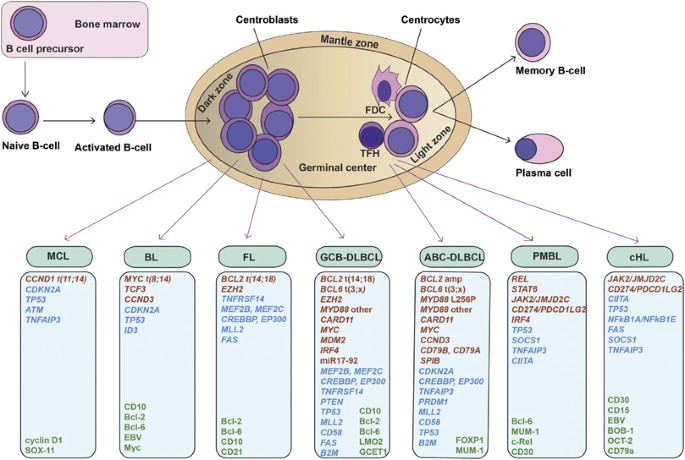Lymphoma Types Chart: Quick Guide to Every Variant