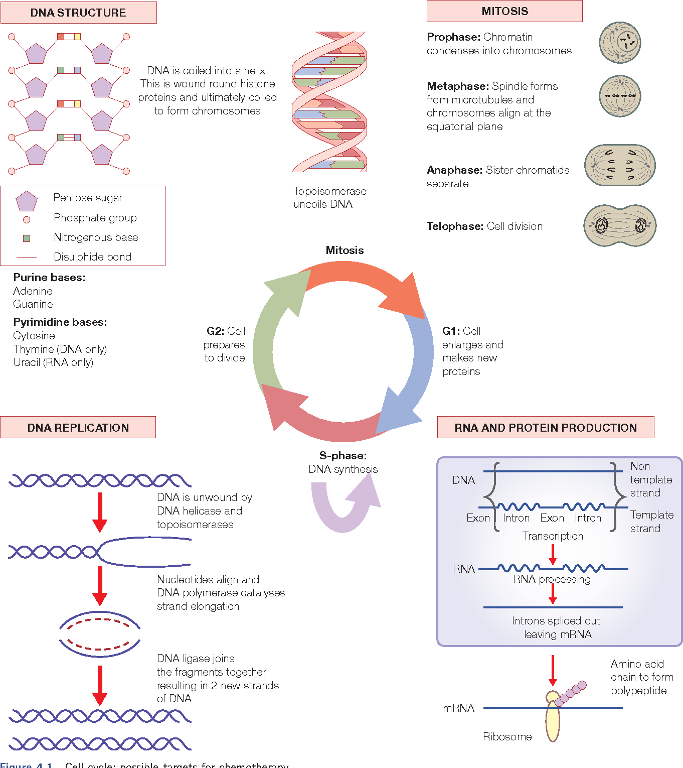 Pharmacology of Anticancer Drugs PDF – Quick Answers