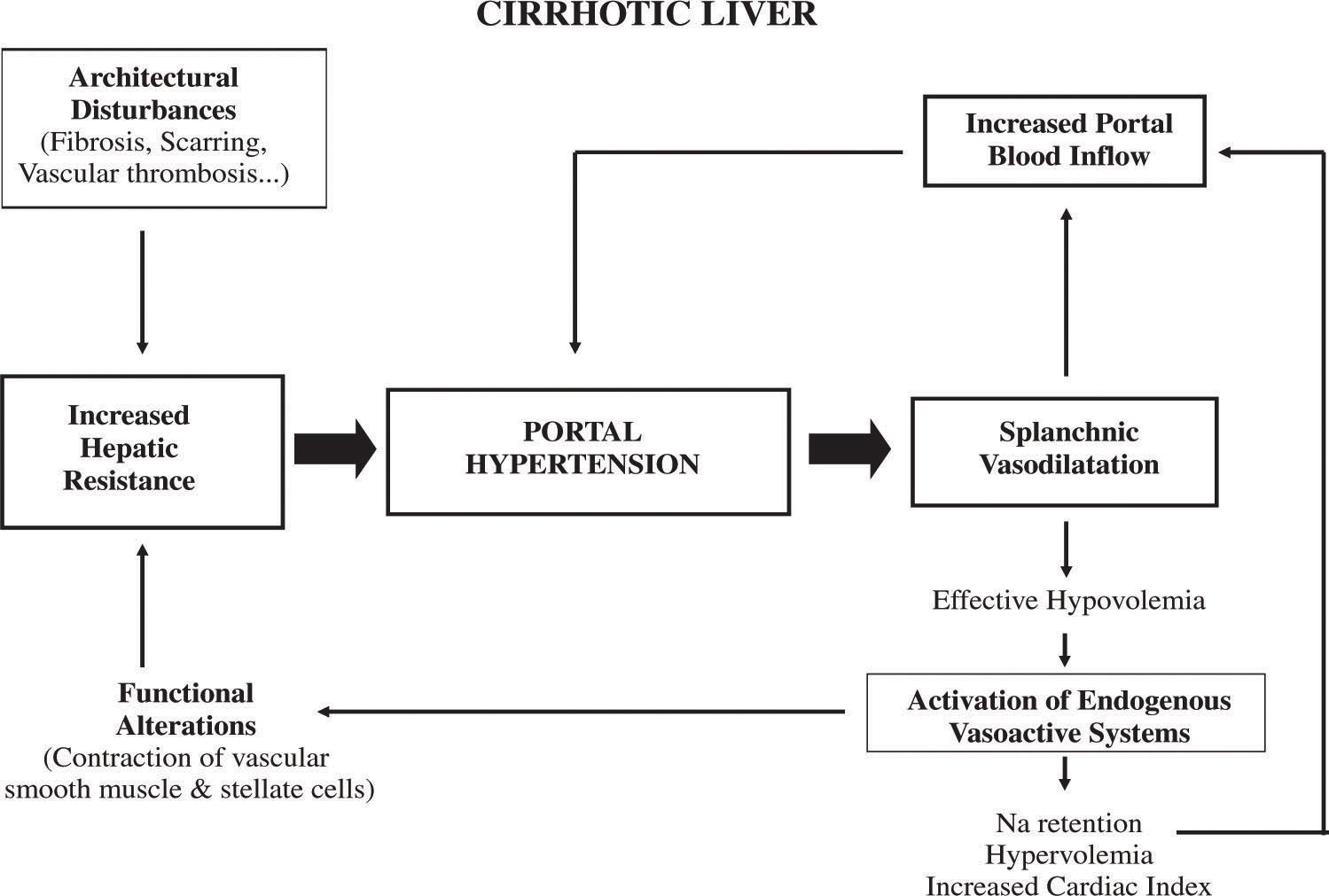 Portal Hypertension Pathophysiology: What You Must Know